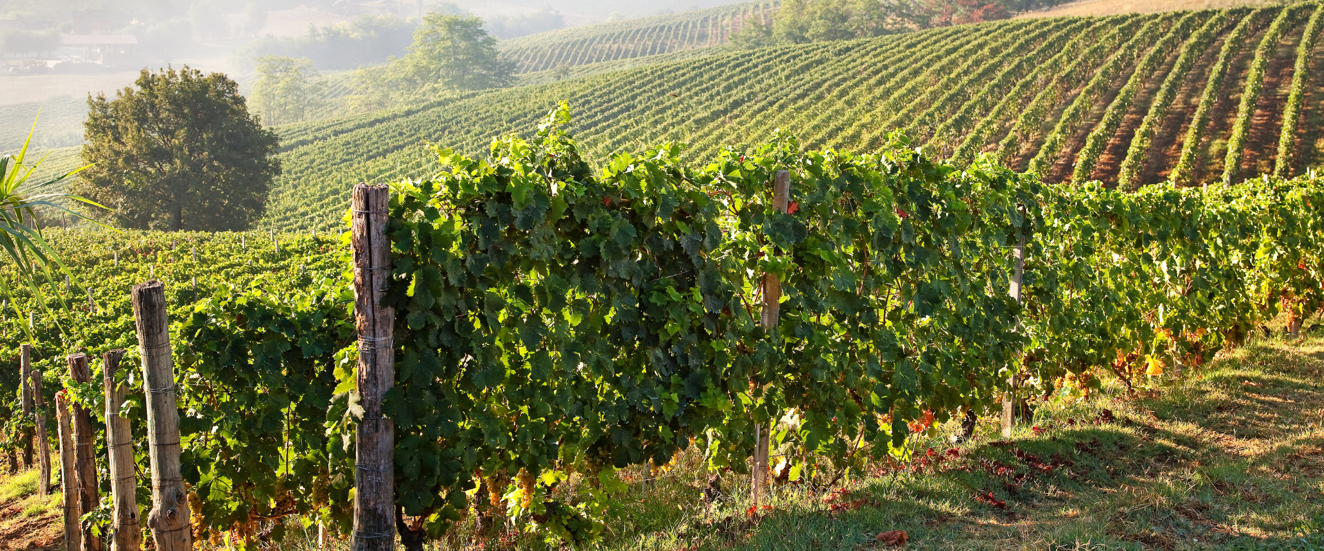 Monferrato vineyards